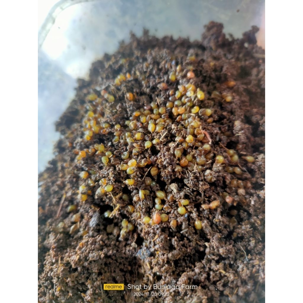 Kokon Telur Cacing Lumbricus Rubellus