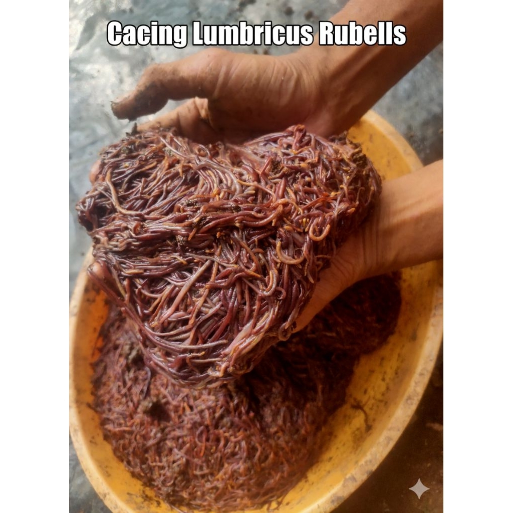 Cacing Tanah Lumbricus Rubellus Hidup