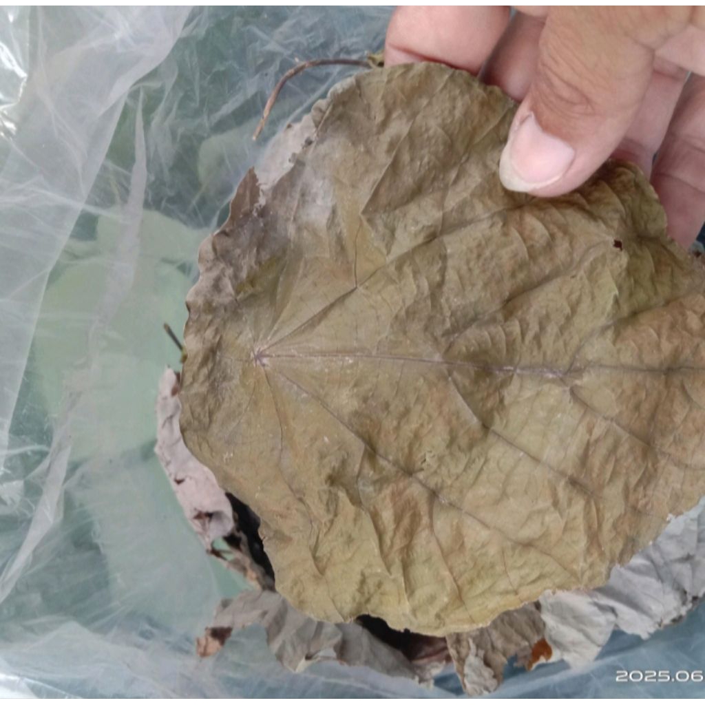 Daun pat kua kering 1000gr/ pakua / pak kua/ pakwa / arak gosok / tanaman herbal