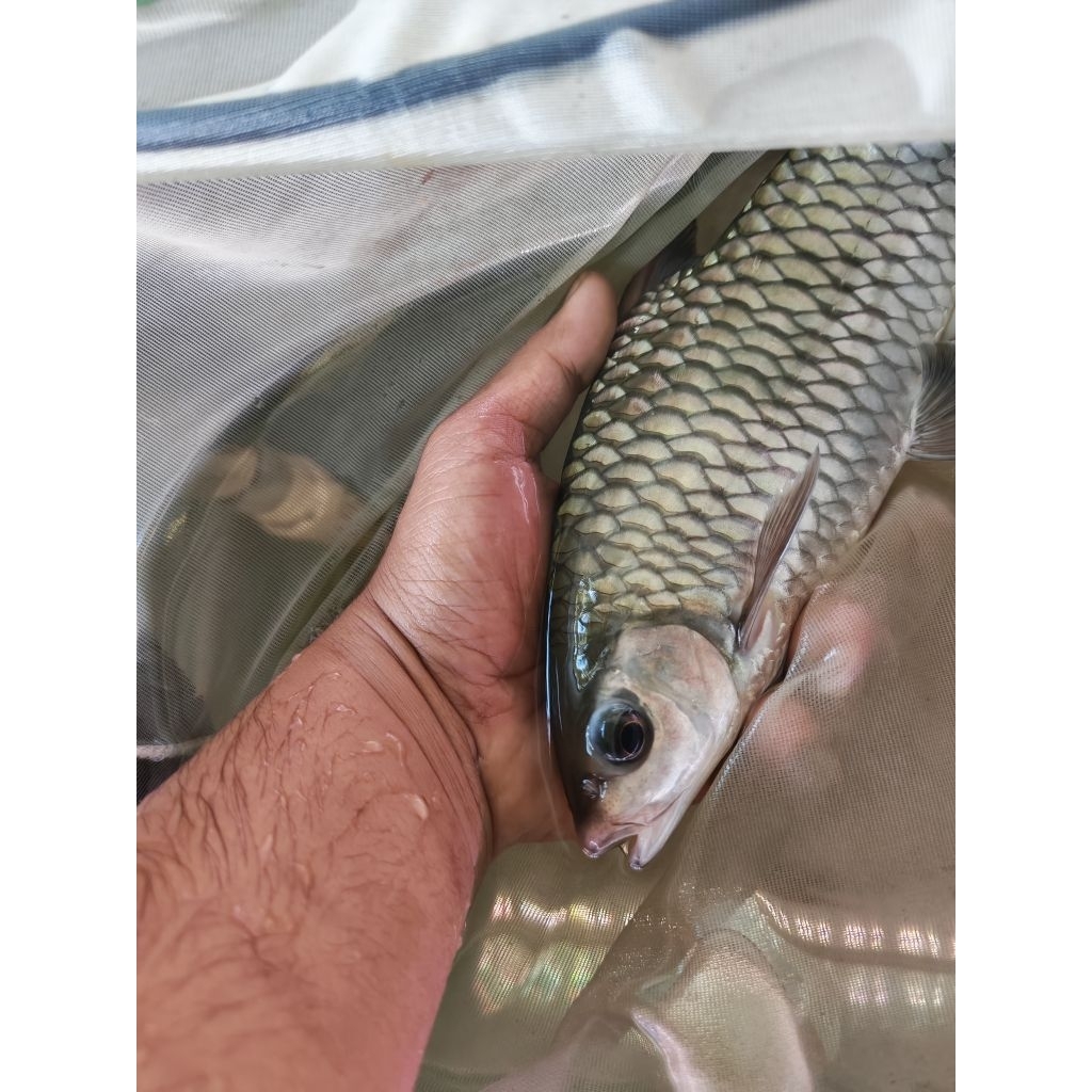 patung phoenix barb 25-30 cm