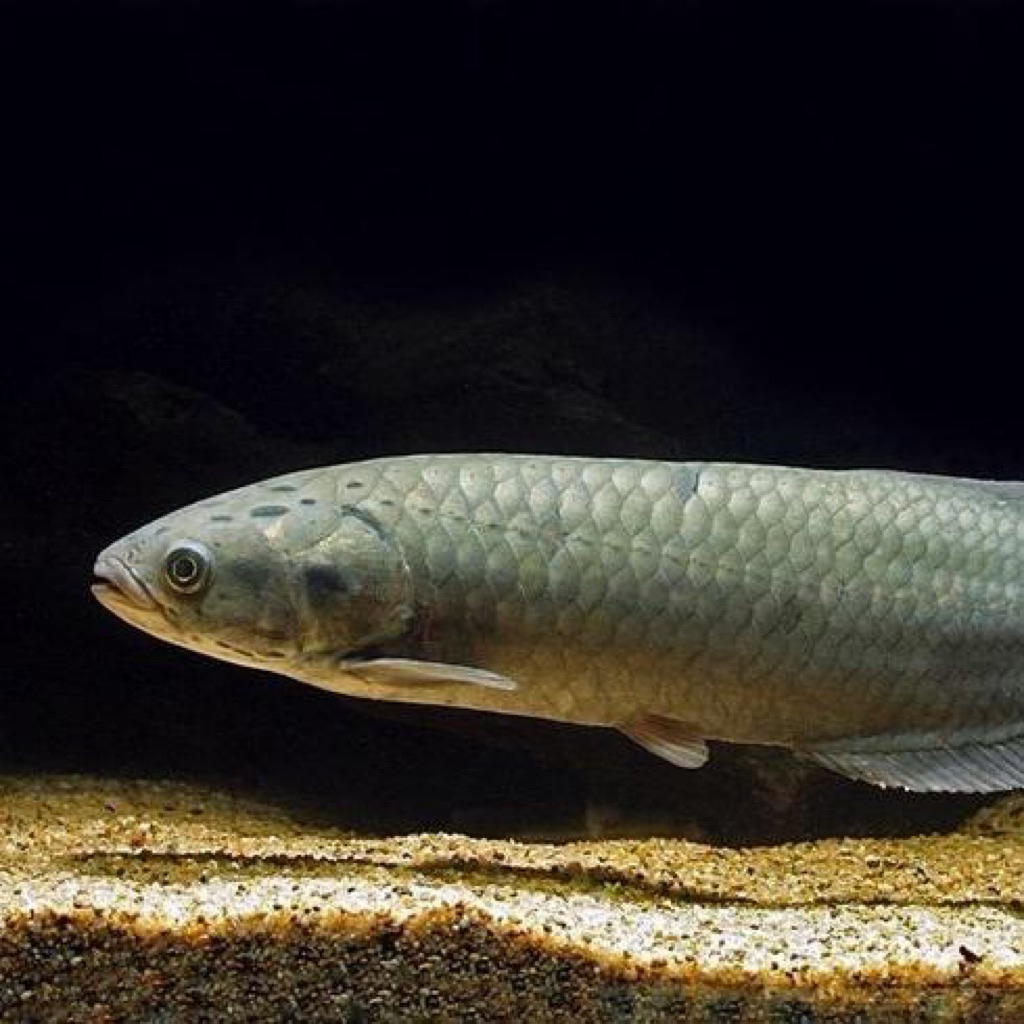 stiker arowana / arwana nile, arwana afrika / arwana nil size 10 cm