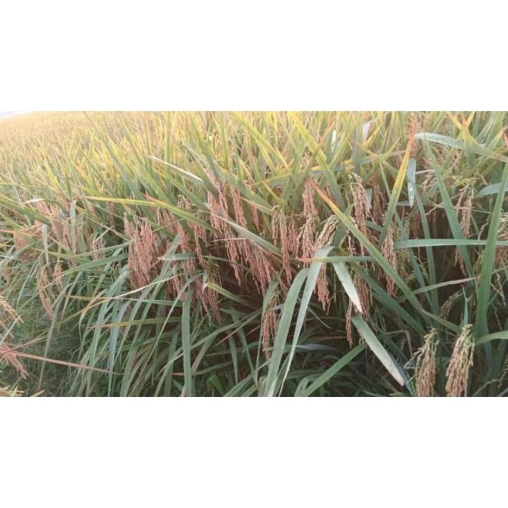 Benih padi Cibatu 08 kemasan 1kg