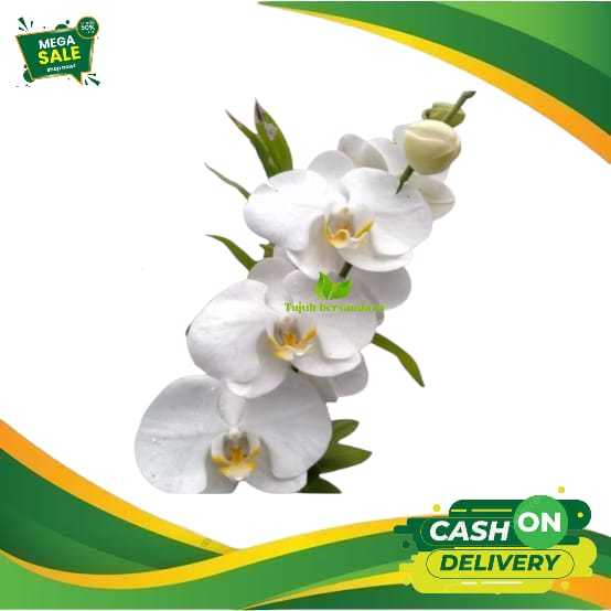 ANGGREK BULAN WARNA PUTIH SEEDLING - ANGGREK BULAN REMAJA