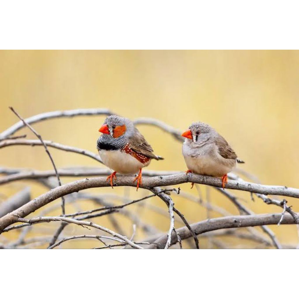 zebra finch lokal sepasang