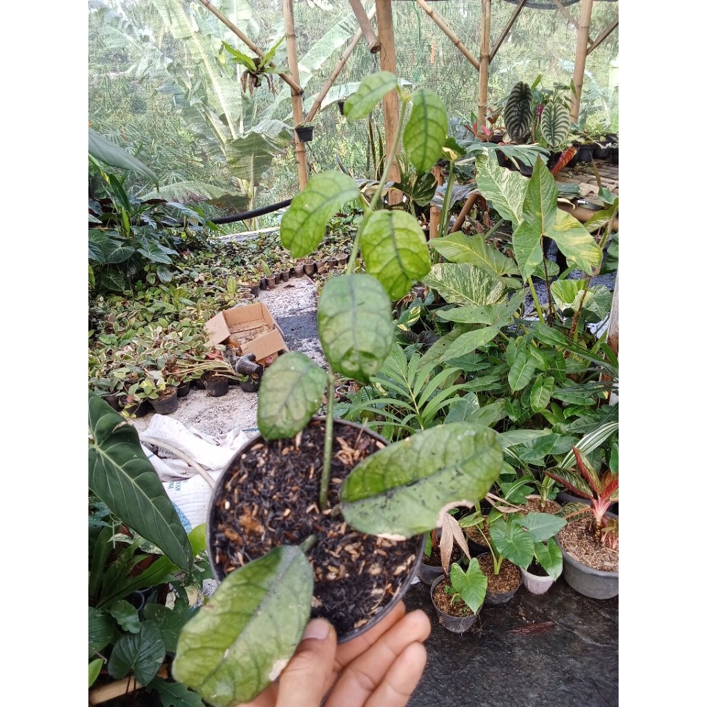 Tanaman Hias Hoya Vilosa rimbun