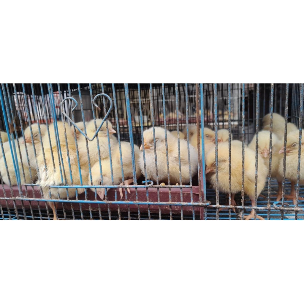 AYAM BROILER / PEDAGING 1 EKOR