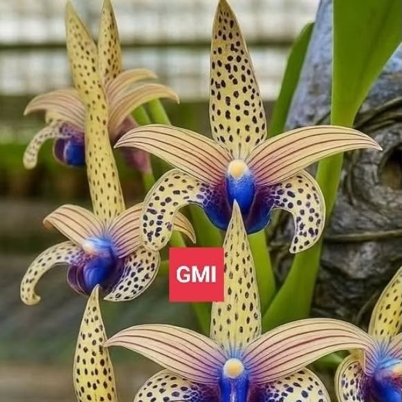 Anggrek Tanah Cymbidium Wangi ( Superstar Diamaond )