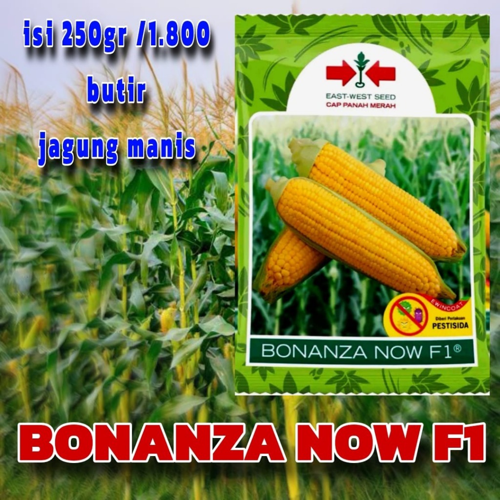 PROMO SPESIAL  Benih Jagung Manis BONANZA F1 1800 Biji exp 2026