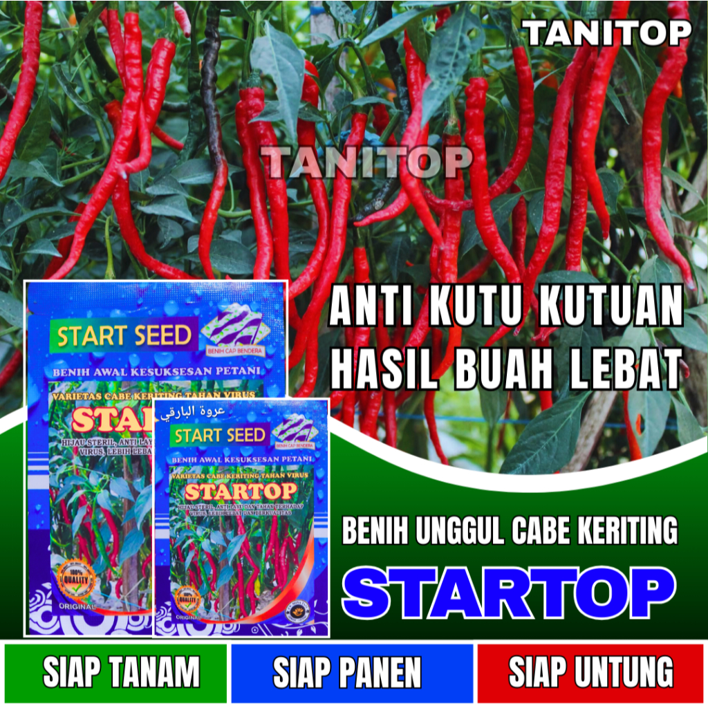 Bibit Cabe Keriting STARTOP Benih cabe keriting merah | bibit unggul cabe keriting tahan virus