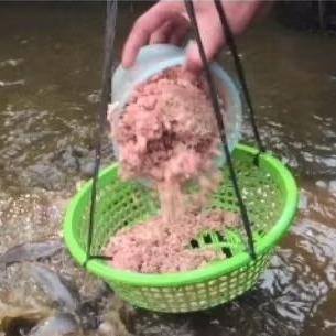 pakan ikan lele alternatif CCM gilingan daging 1 kg murah banget