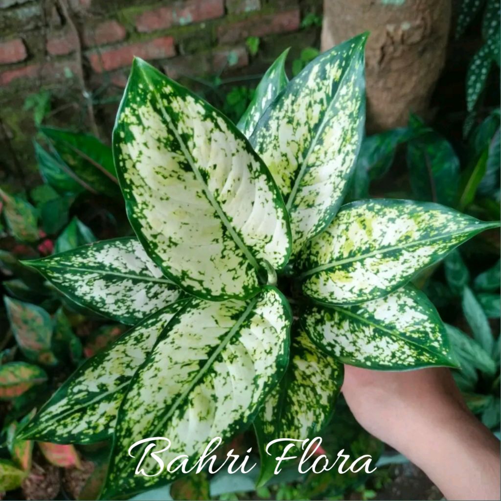 PROMO Tanaman Hias Aglonema Snow White Rimbun, Aglonema Snow White