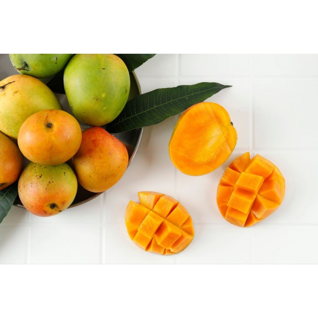 BIBIT MANGGA APEL HASIL OKULASI BATANG BESAR SIAP BERBUAH