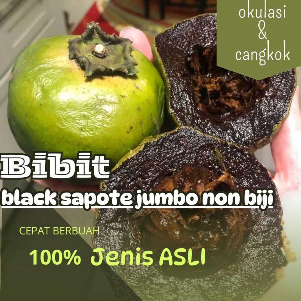 BIBIT BUAH BLACK SAPOTE