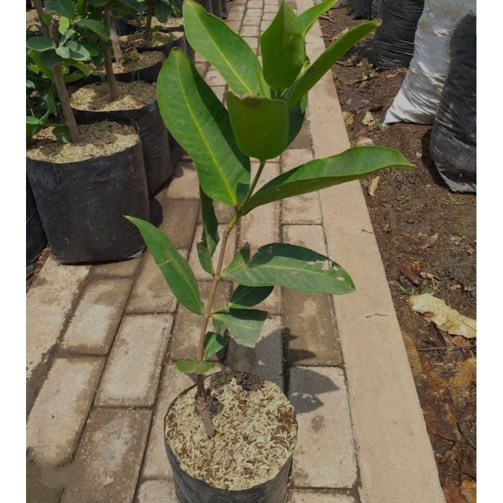 Bibit Tanaman Jambu Air Citra boleh cod,bibit jambu air citra super manis,bibit jambu air citra jumb