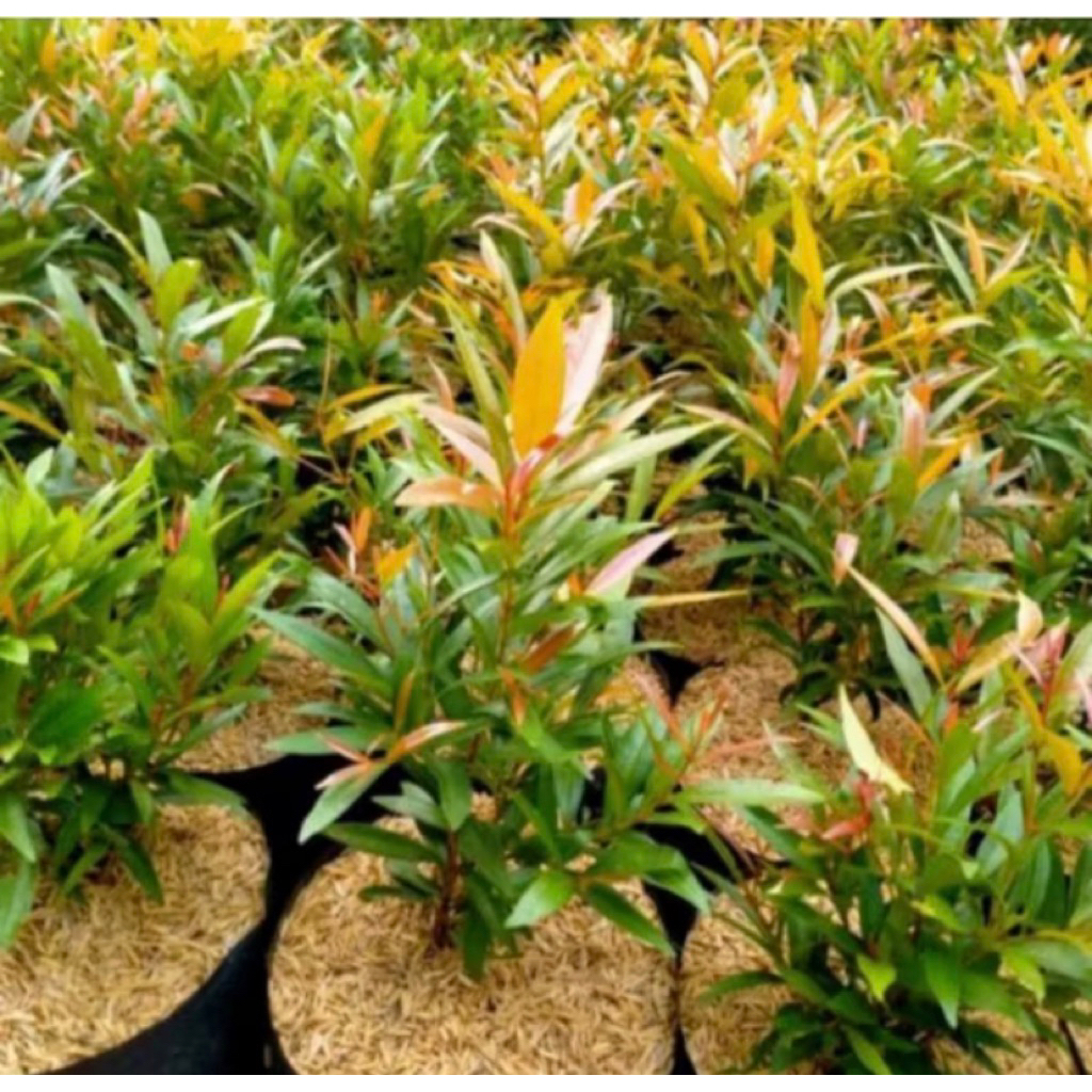 Tanaman hias Bibit Pucuk Merah-Pucuk Merah-Tanaman Pucuk Merah Bibit