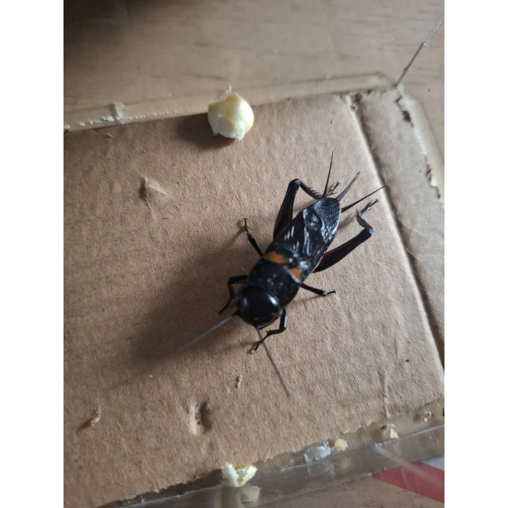 JANGKRIK JLITENG NGERIK KERAS MASTERAN BURUNG