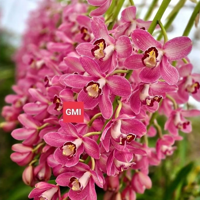 Anggrek Tanah Cymbidium wangi ( Exotic pink )
