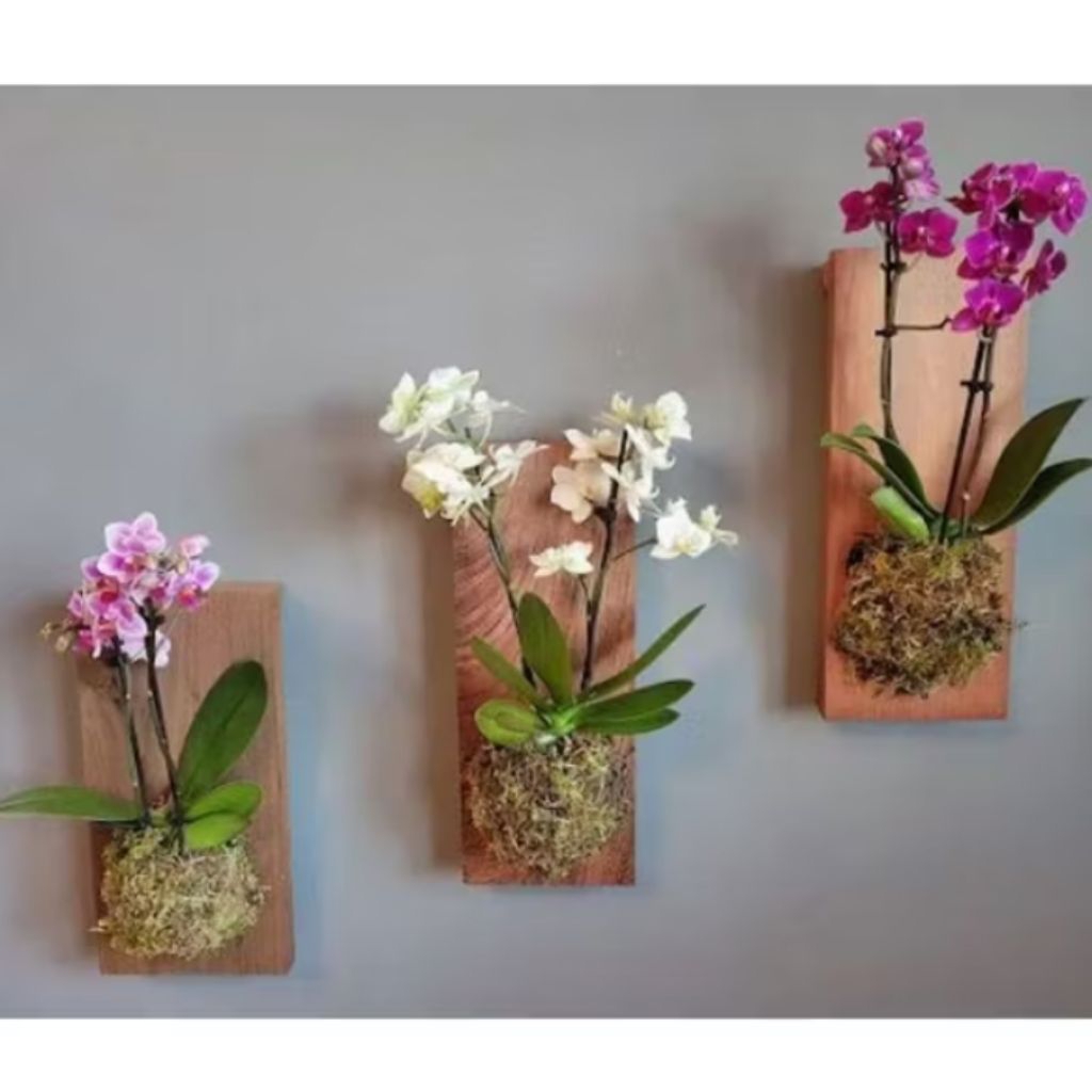media tempel anggrek dari kayu mahoni sudah termasuk cantolan