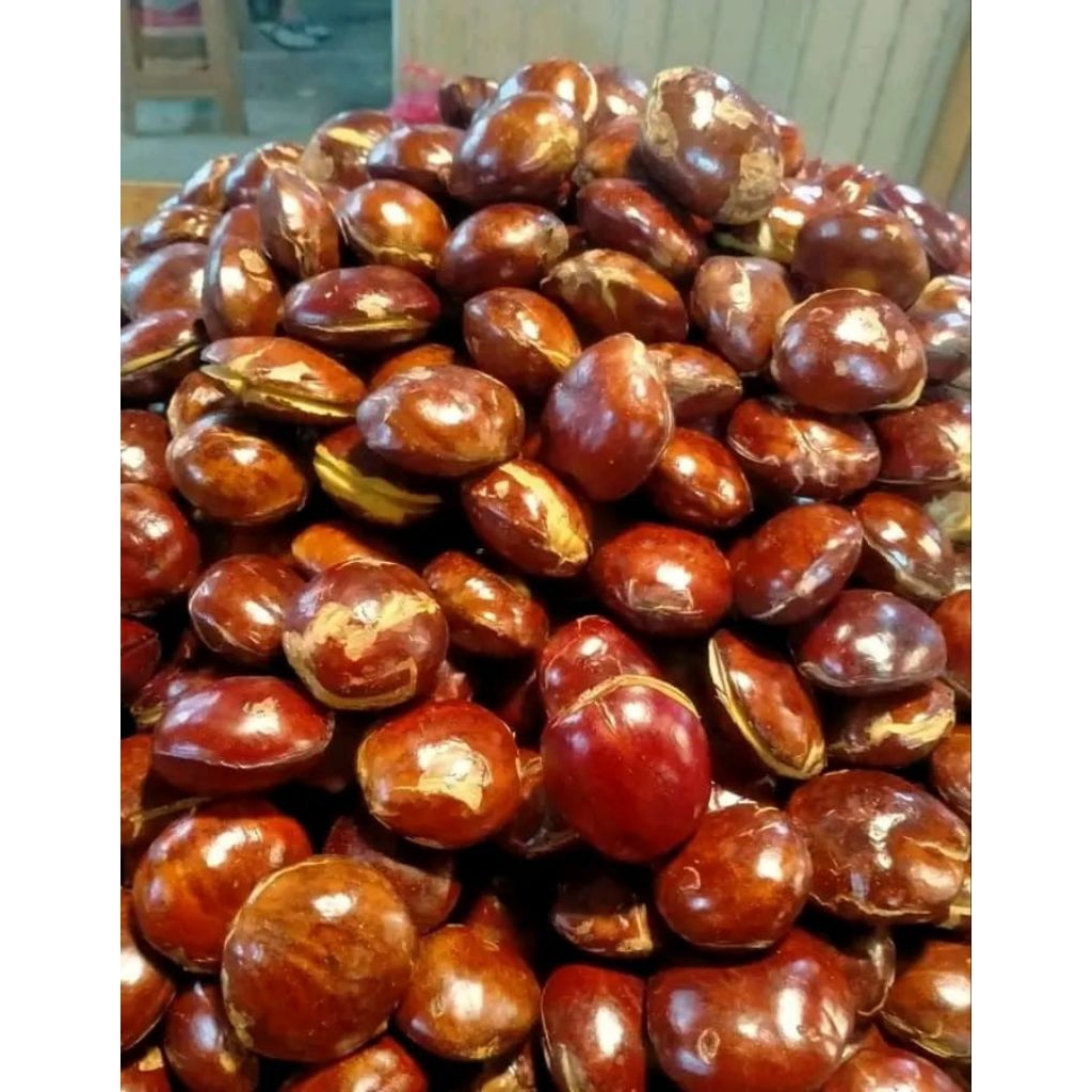 jengkol tua super jengkol tua super lampung