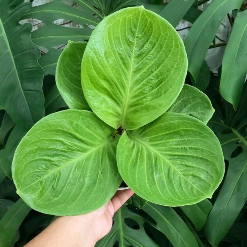 Tanaman hias hidup anthurium jemani mangkok - pohon anthurium jemani mangkok