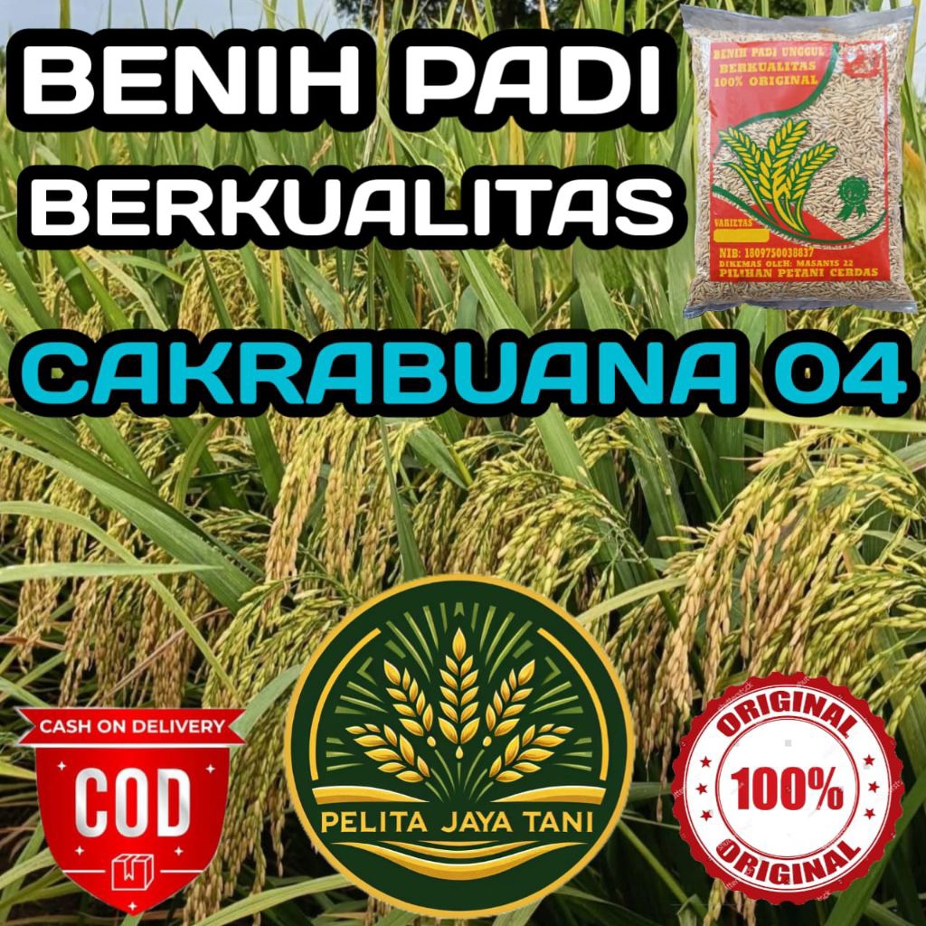 (5KG) BENIH PADI CAKRABUANA 04 BERKUALITAS ORIGINAL