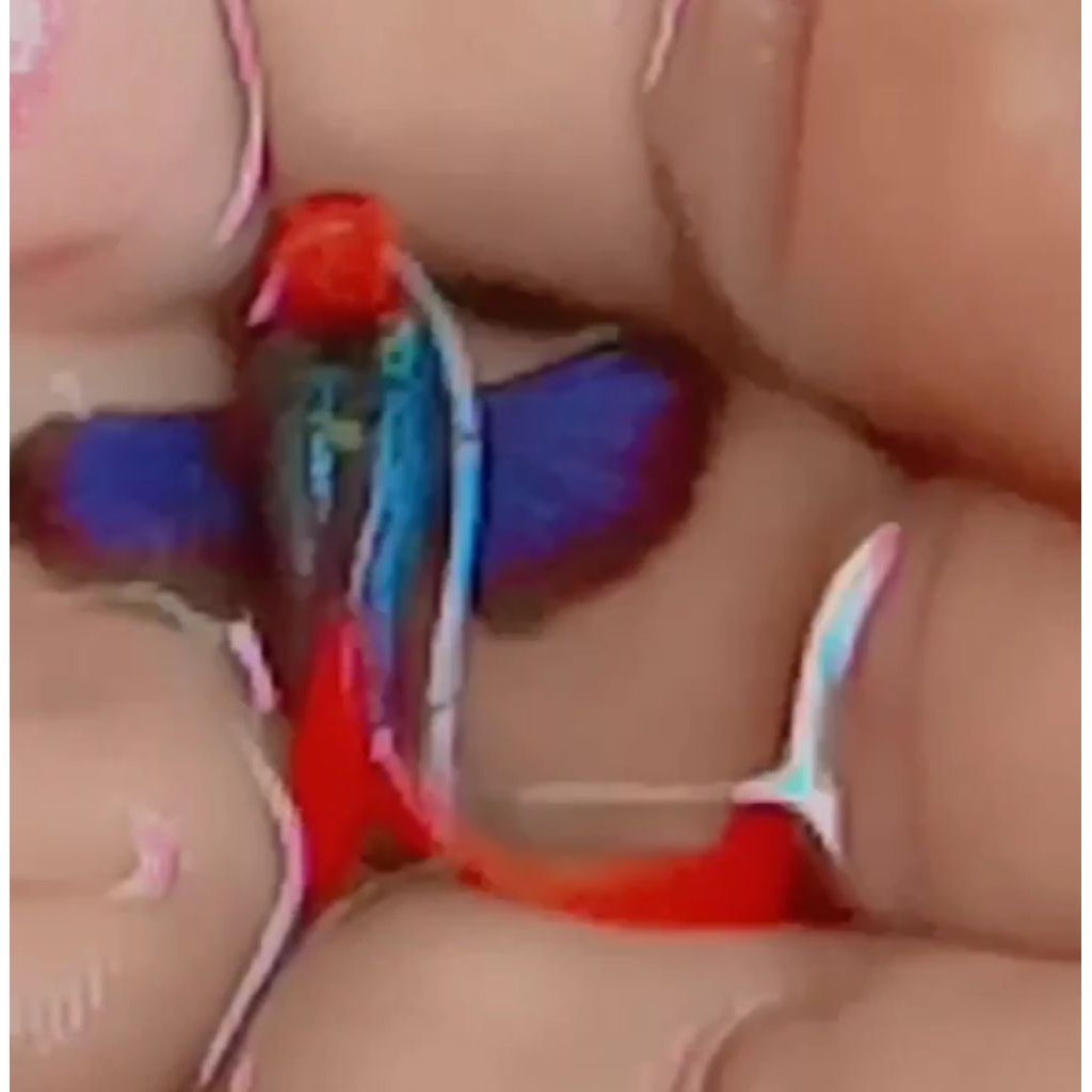 PRTDE KOI Guppy Hiasan aquarium