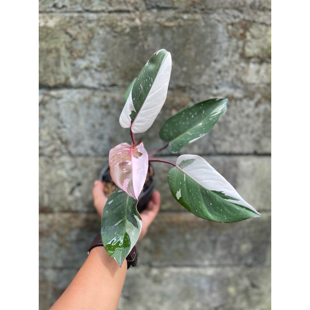 Philodendron Anderson