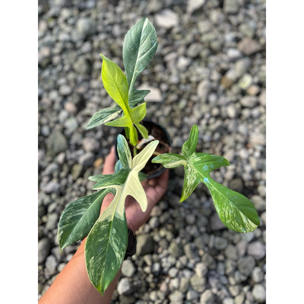 Philodendron Florida Beauty