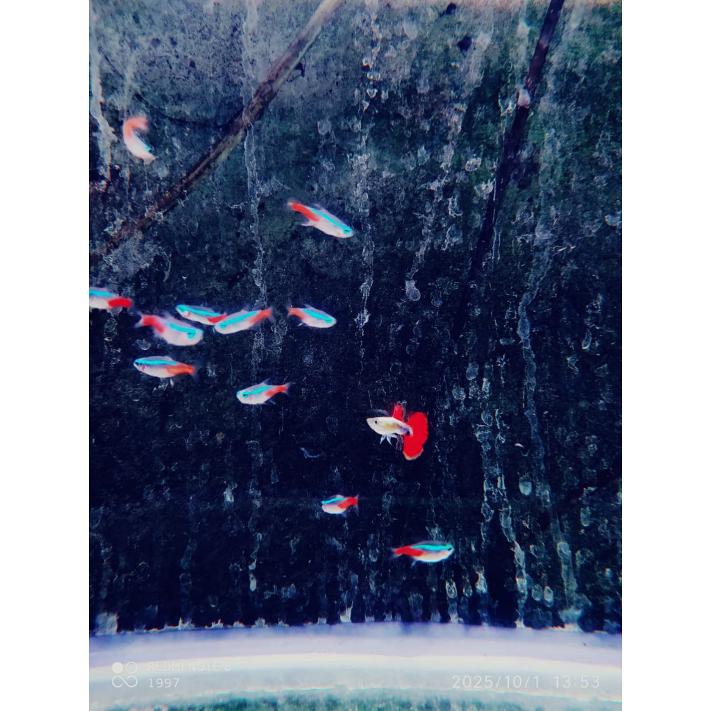 ikan hias neon tetra cardinal