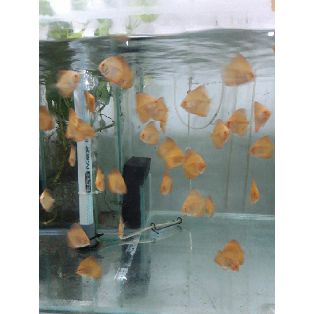 Hiasan akuarium / Discus / Pigeon / Pcb / Pigeon checkerboard