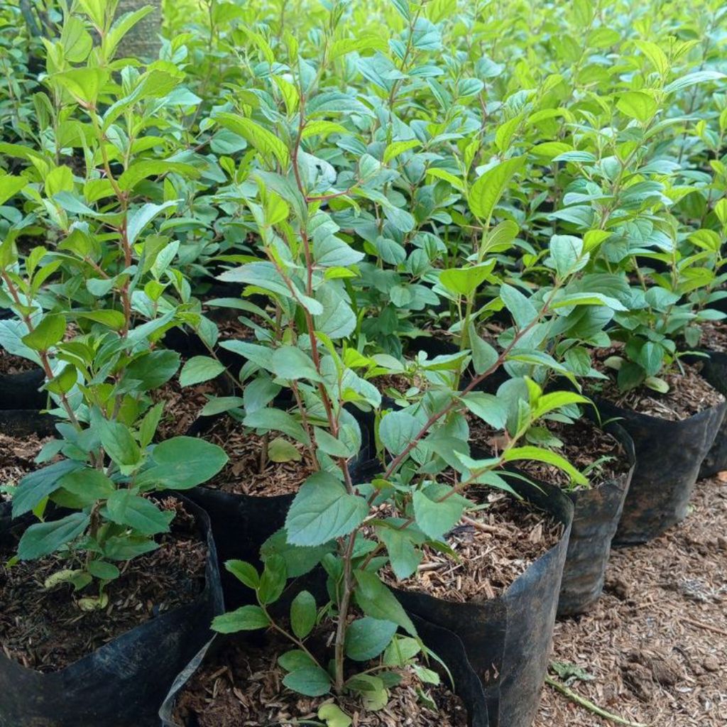 BIBIT POHON BIDARA ARAB ASLI