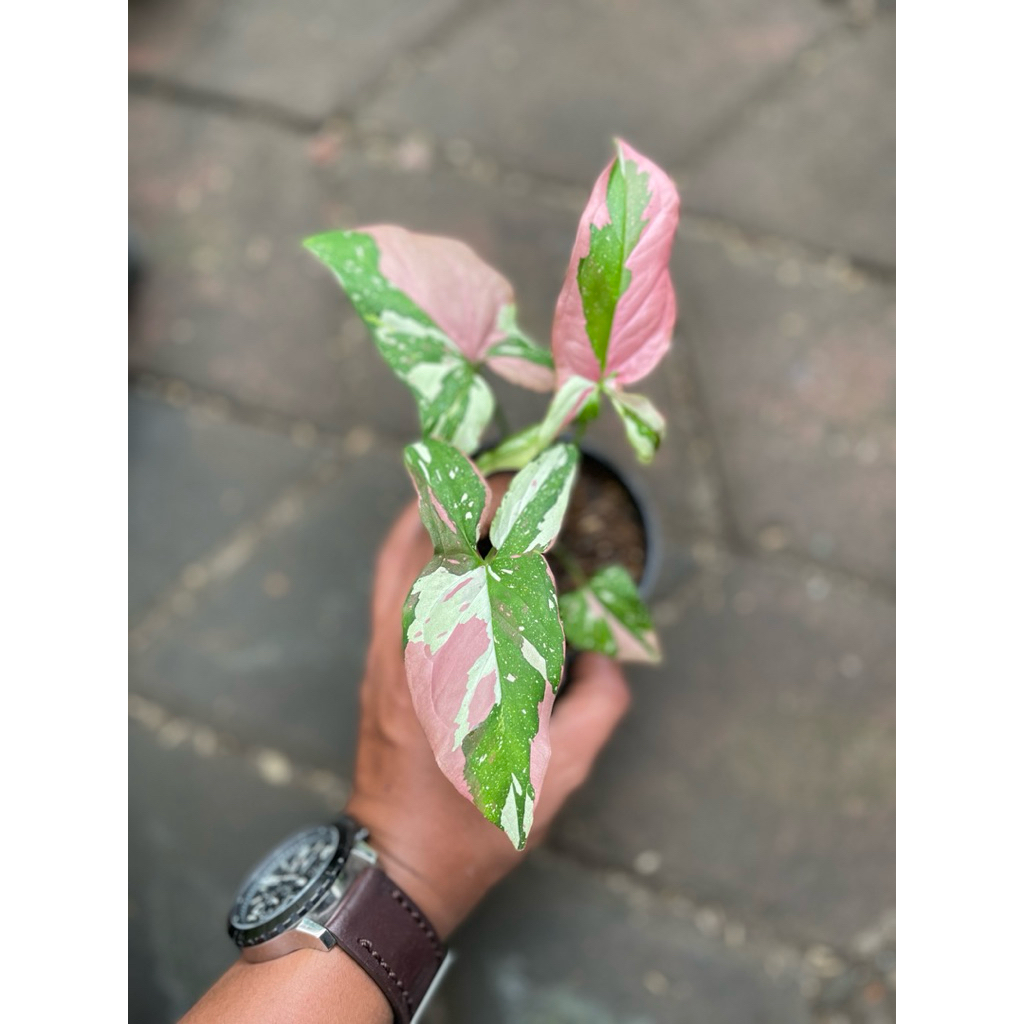 Syngonium red spot tricolor