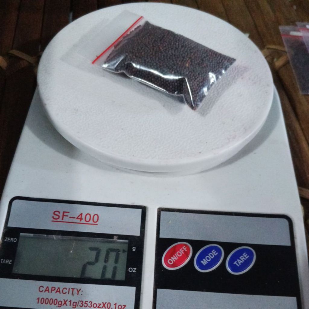 BENIH BIBIT SAWI PAHIT LOTUS REPAC 20 GR