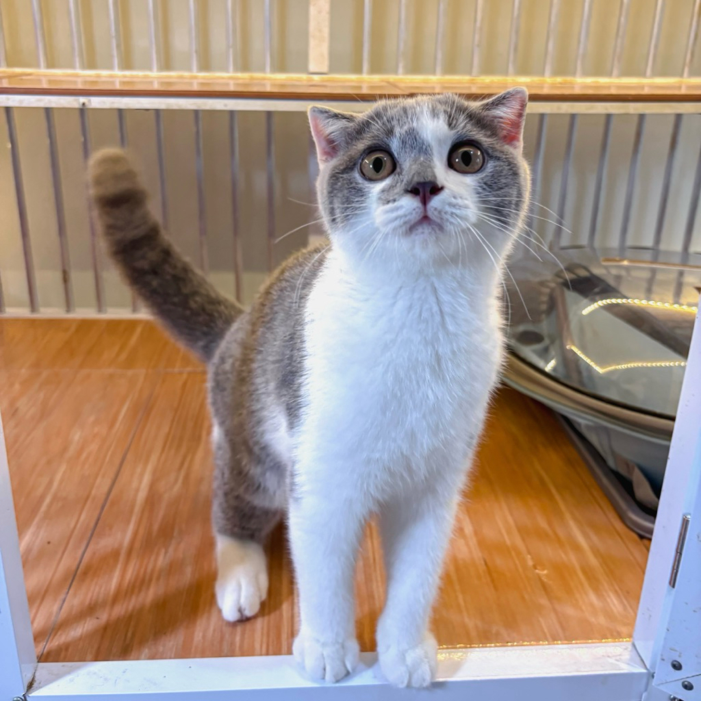 ADOPSI KUCING SCOTTISH/BSH