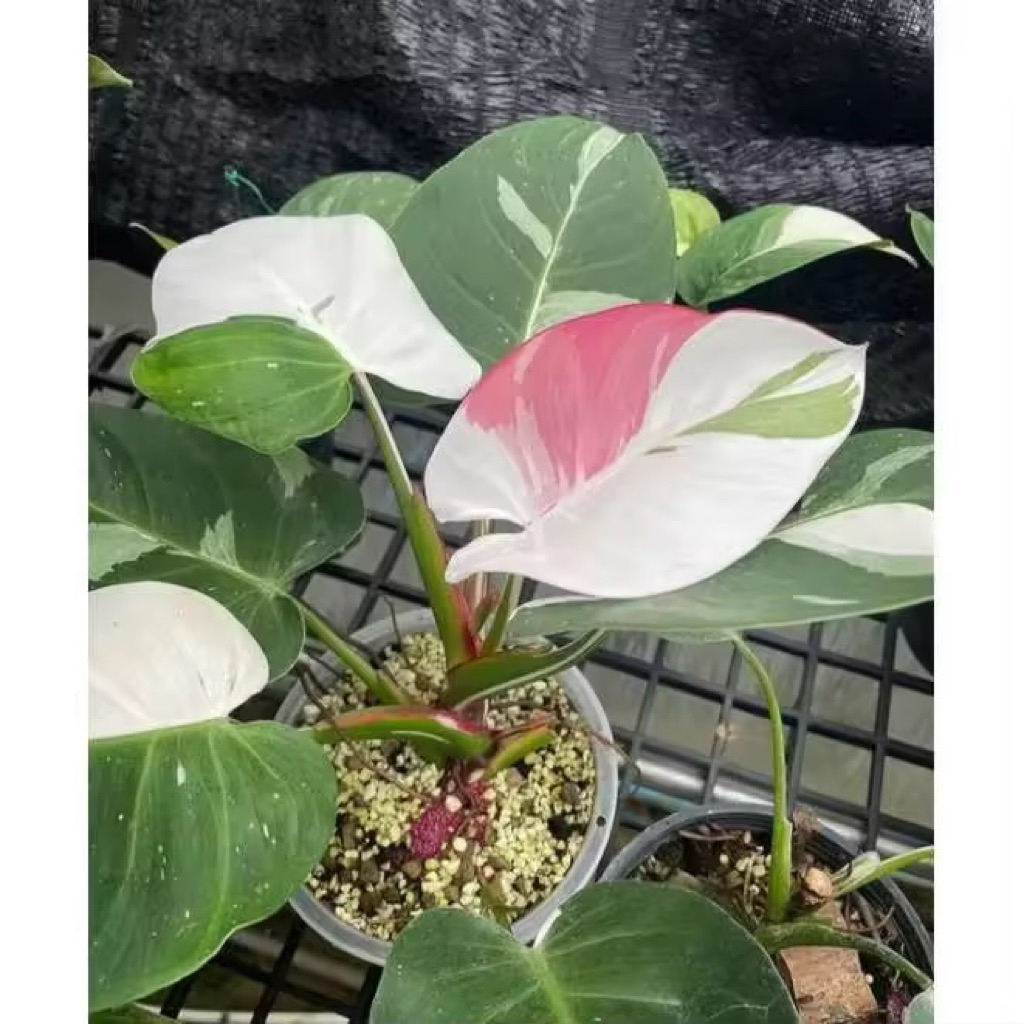 PROMO Bibit Batang Philodendron White princess tricolor/ bonggol Philodendron..