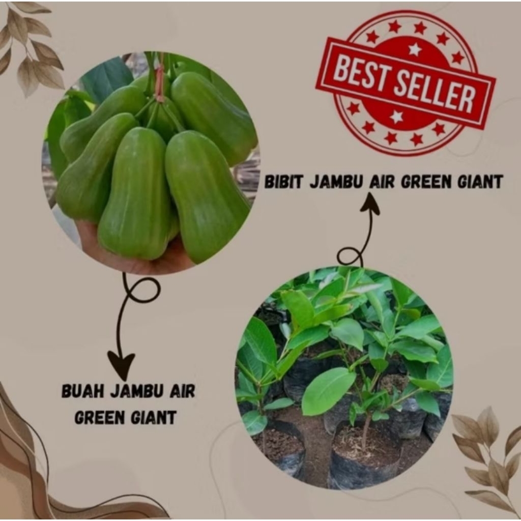 bibit jambu air green giant okulasi cepat berbuah,bibit tanaman jambu air green giant cepat berbuah