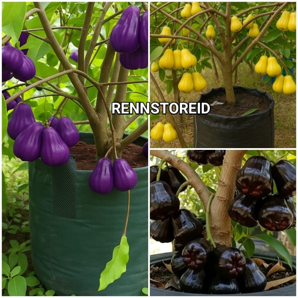 PROMO Paket 3 Bibit Jambu Air Citra Ungu, Jambu Air Hitam Black Guava, Jambu Air Madu Kuning Super