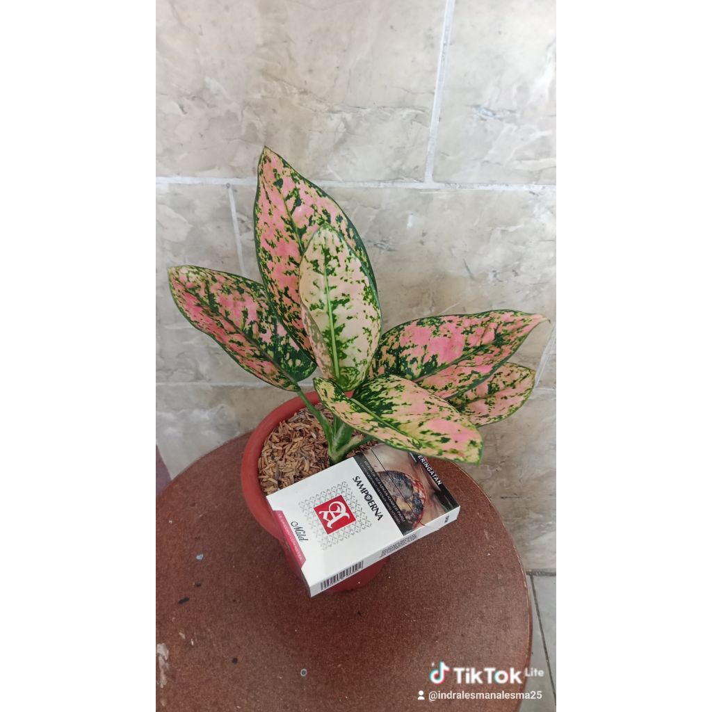 aglonema Ruby compacta rasa fanta