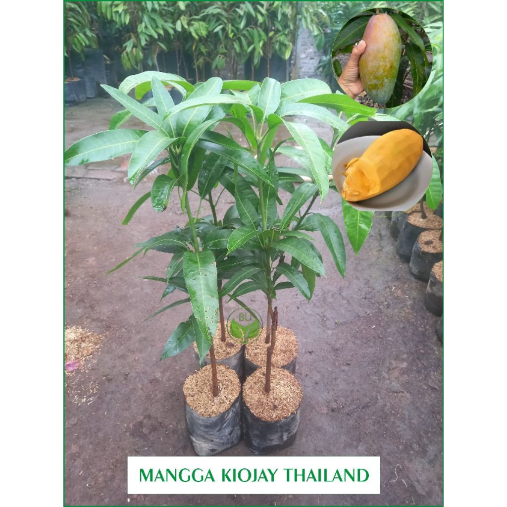 BIBIT TANAMAN BUAH MANGGA KIOJAY THAILAND OKULASI
