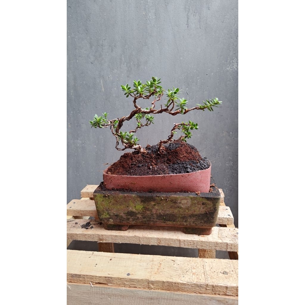 Bonsai Santigi Karang Sumbawa OTR ori dongkelan alam