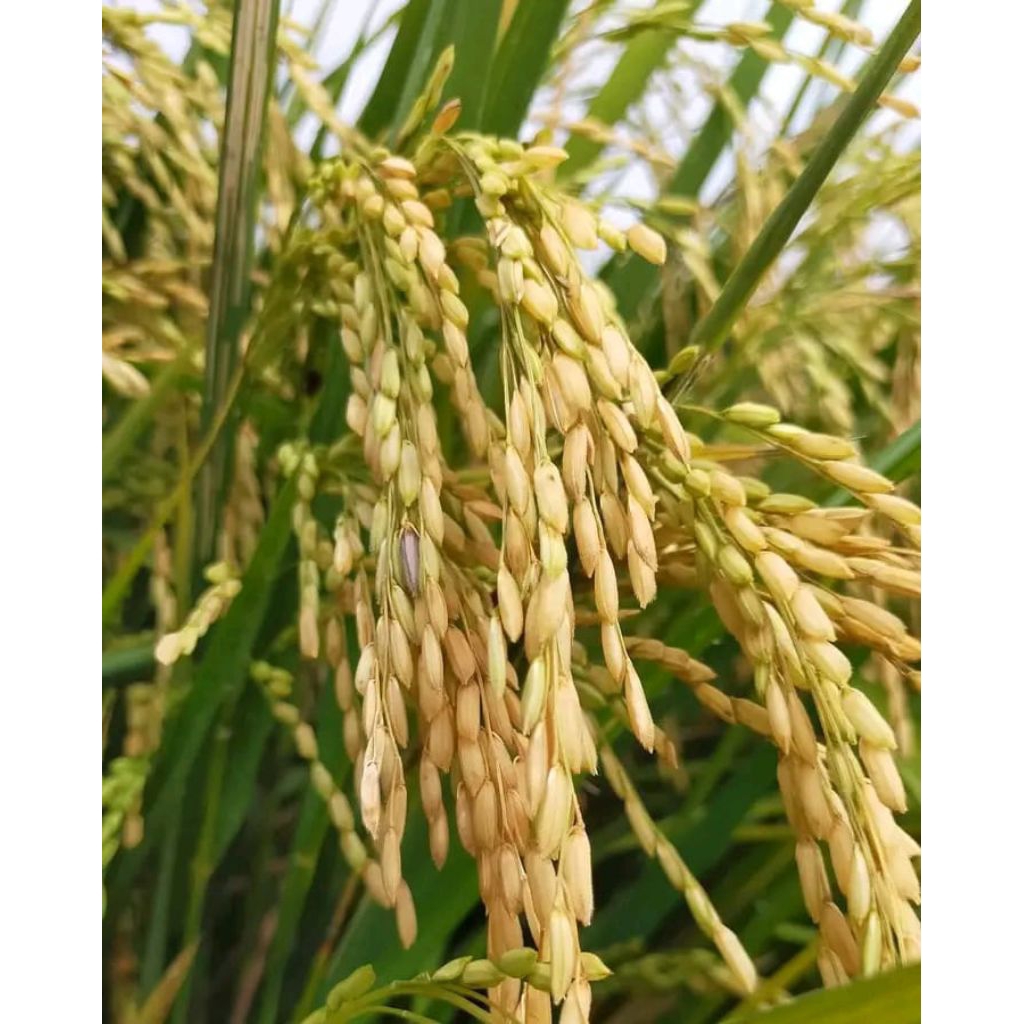 BENIH PADI UNGGUL DENOK TAIWAN