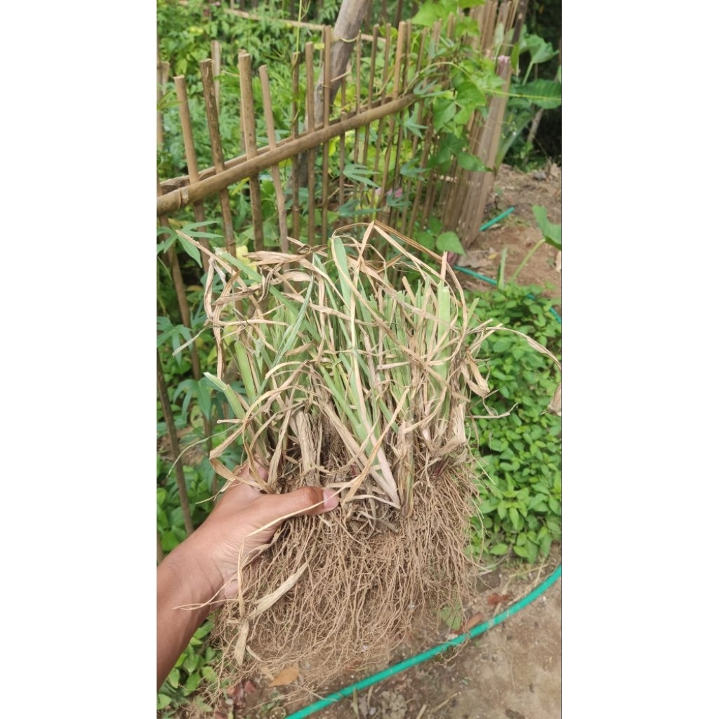 BIBIT RUMPUT STARIA rumput pakan ternak