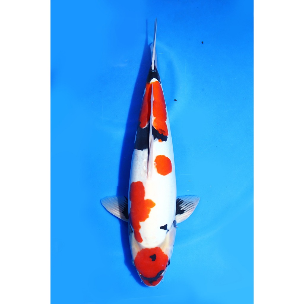 Koi Import Doitsu Showa Shinoda Size 48 cm