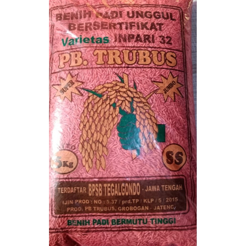 BENIH PADI VARIETAS INPARI 32 SUPER JUMBO
