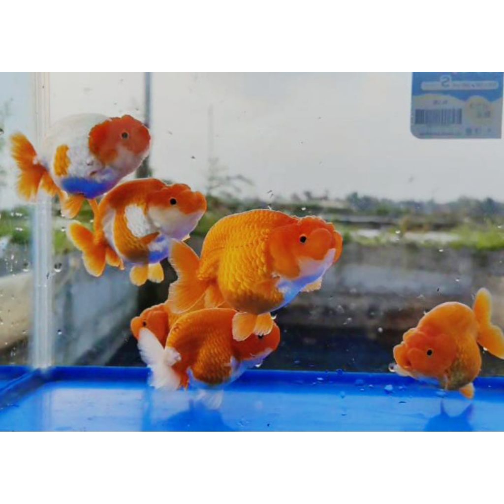 ikan hias maskoki rancu Rw / redwhite