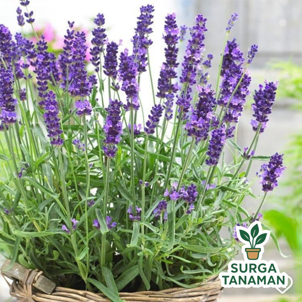 Tanaman bunga lavender - tanaman lavender - tanaman herbal