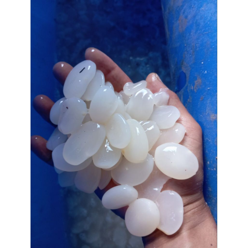 kolang kaling tanpa pengawet original 2kg