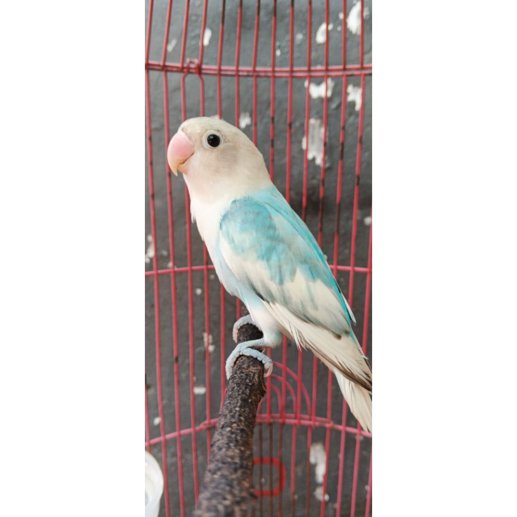 burung lovebird blue series