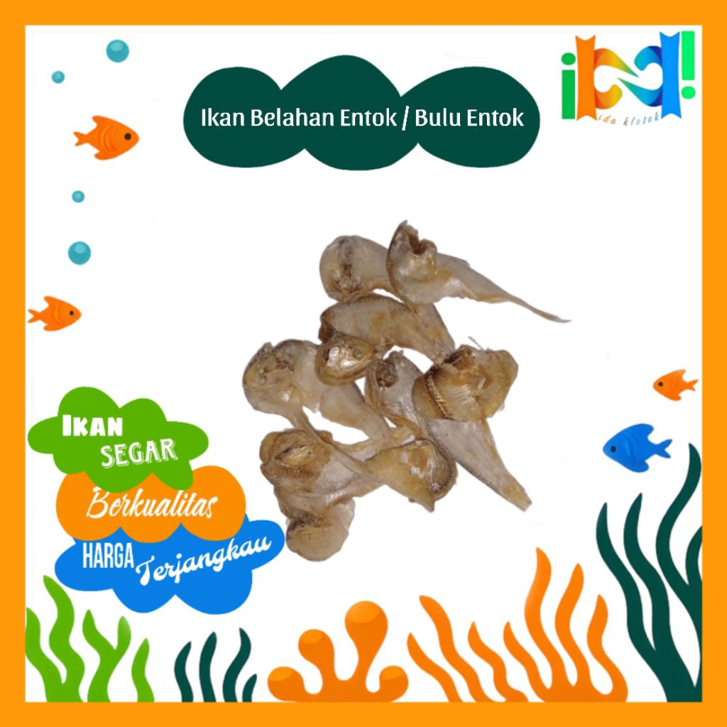 IDA KLOTOK - IKAN TRASAK BELAHAN BULU ENTOK PREMIUM / BELAHAN BULU ENTOK RAMBON / TRASAK BUDULAN [15