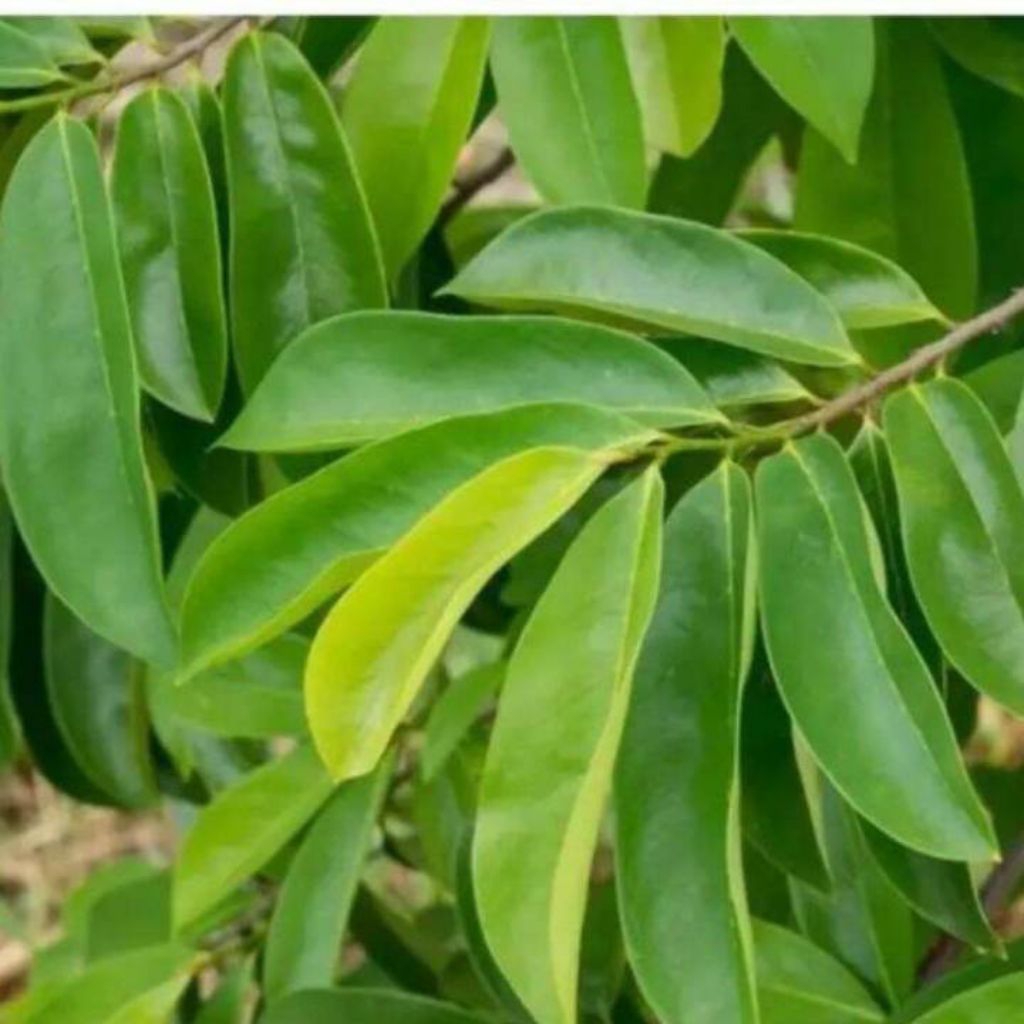 daun durian / daun durian segar / per daun